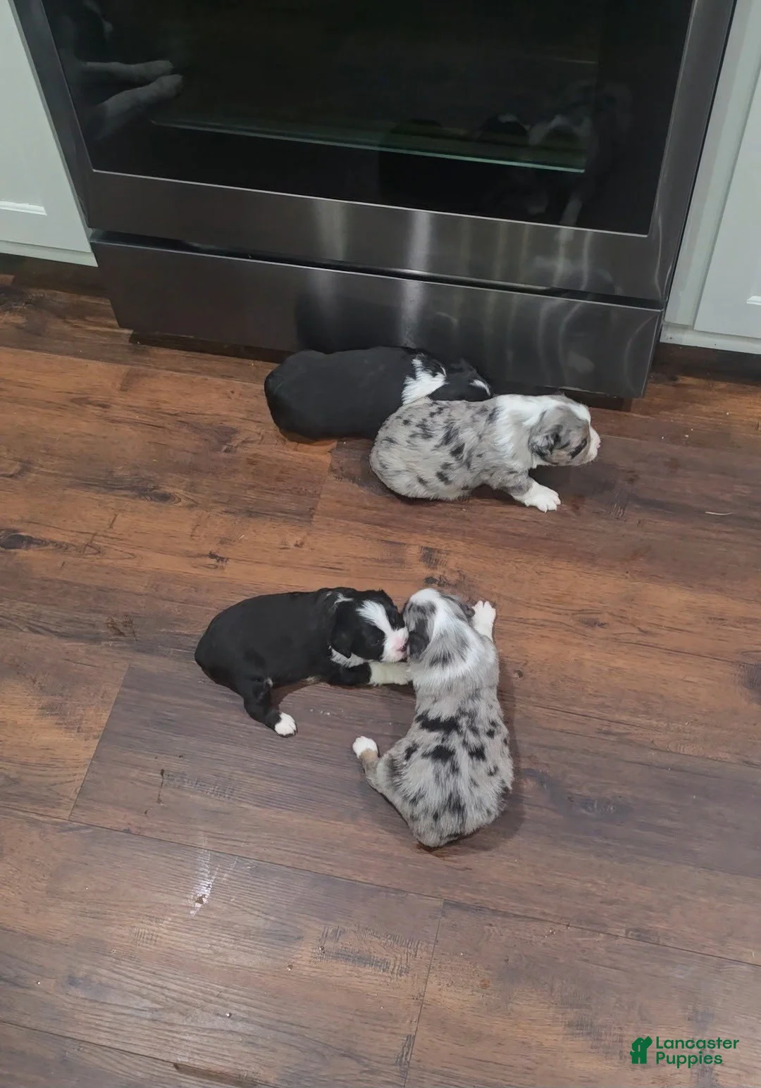 Australian Shepherd dogs for sale: Mini Australian Shepherd 2 - Ad 4