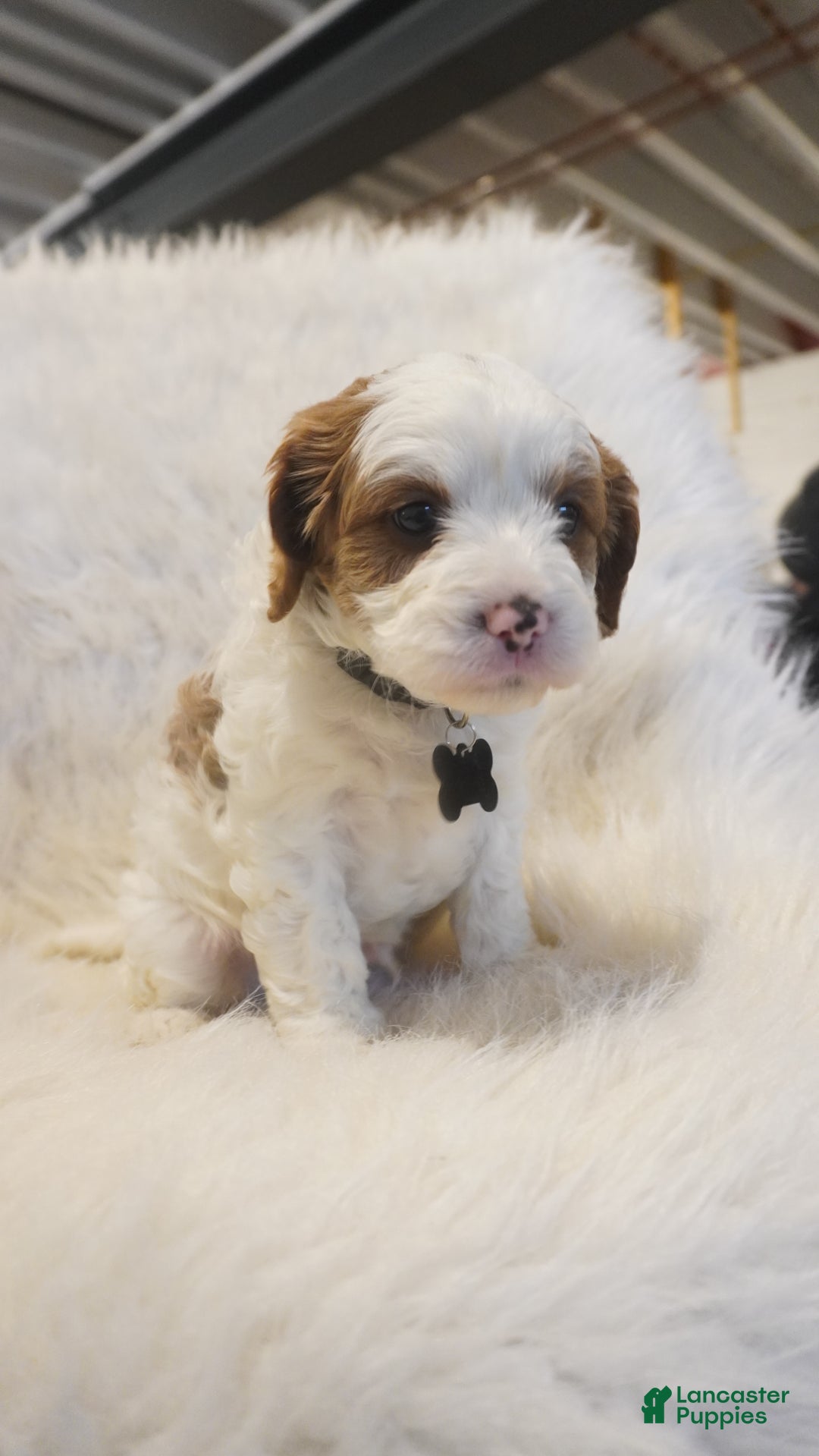Cavapoo dogs for sale: Snowy  - Ad 5