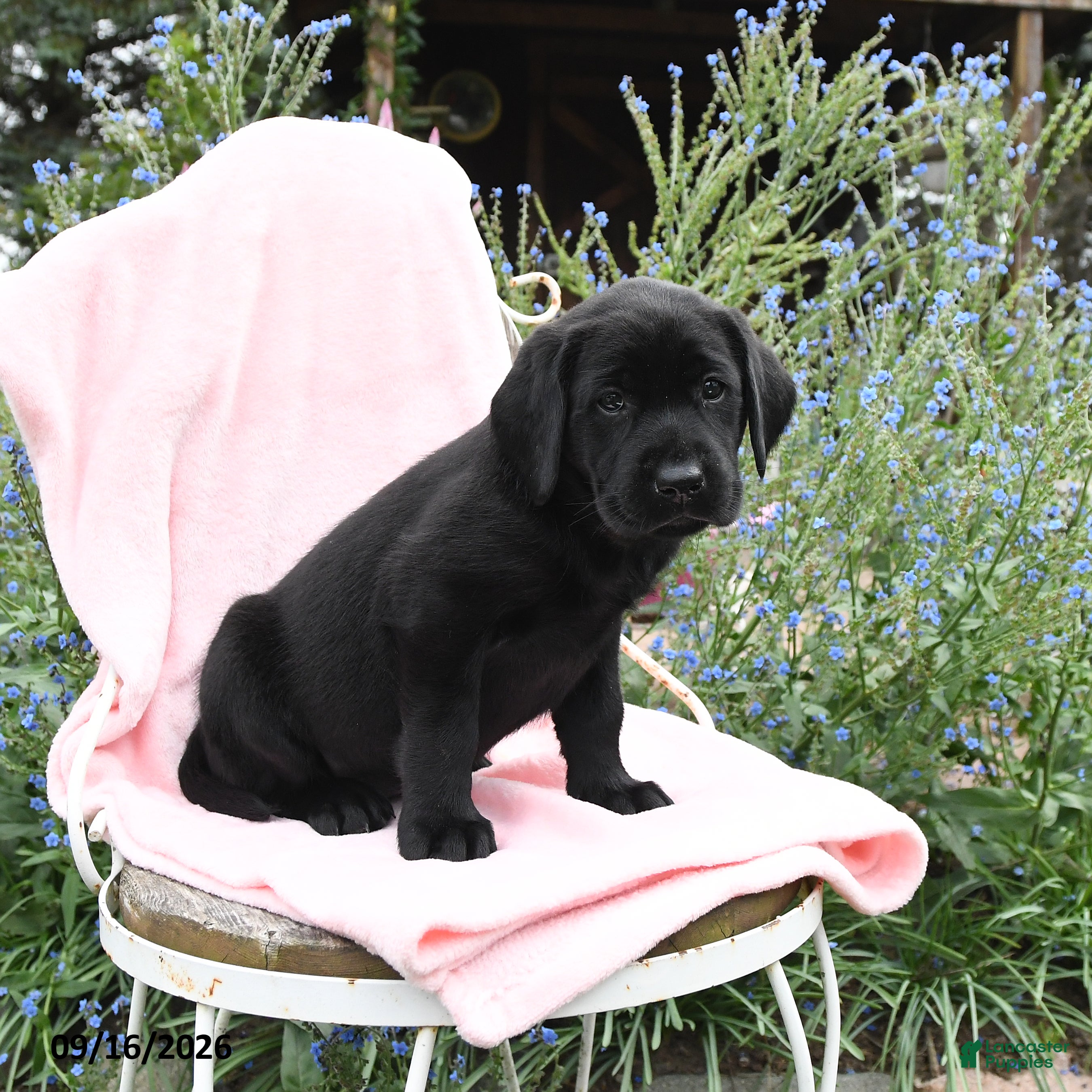 Labrador Retriever dogs Minty - Ad 2