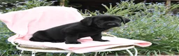 Labrador Retriever dogs for sale: Minty - Ad 2