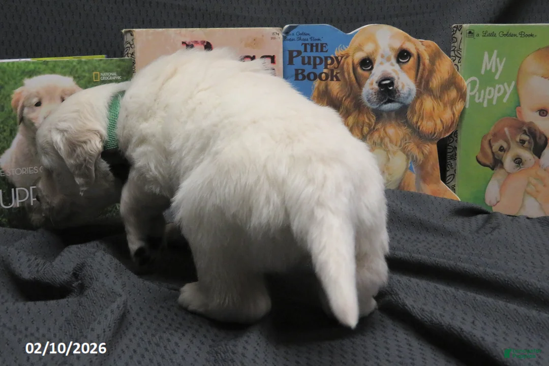 Golden Retriever dogs for sale: Barney - Ad 9