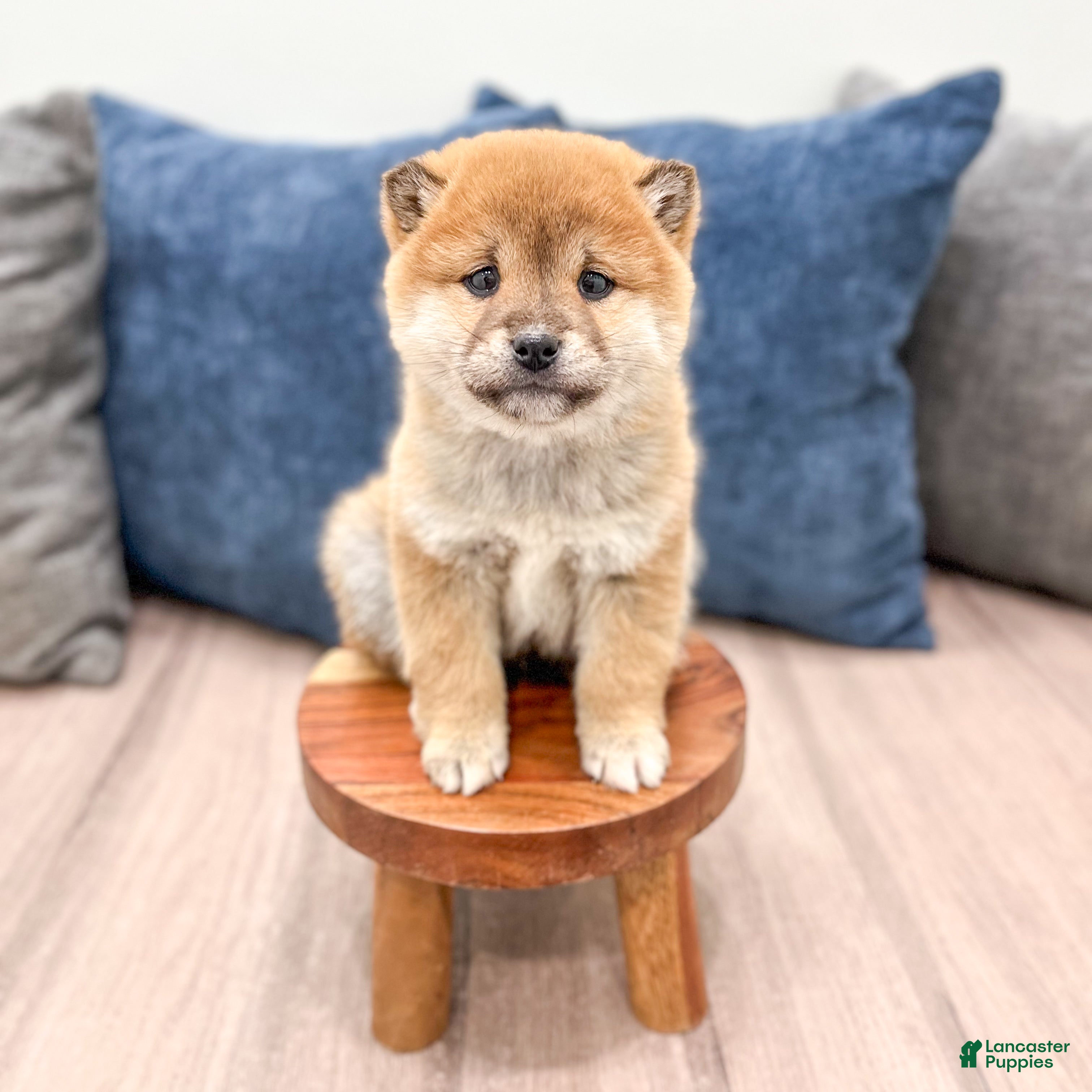 Shiba Inu dogs Logan - Ad 2