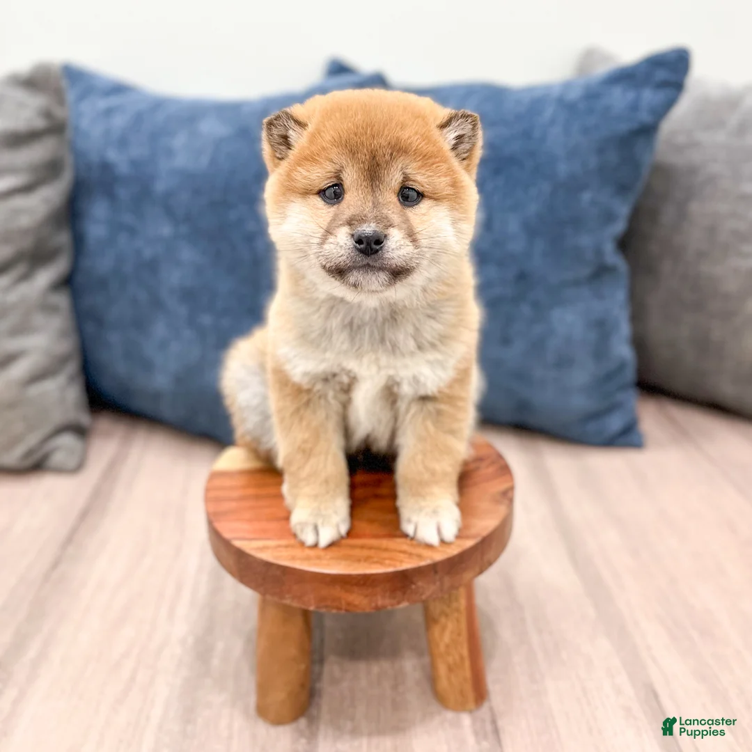 Shiba Inu dogs for sale: Logan - Ad 2