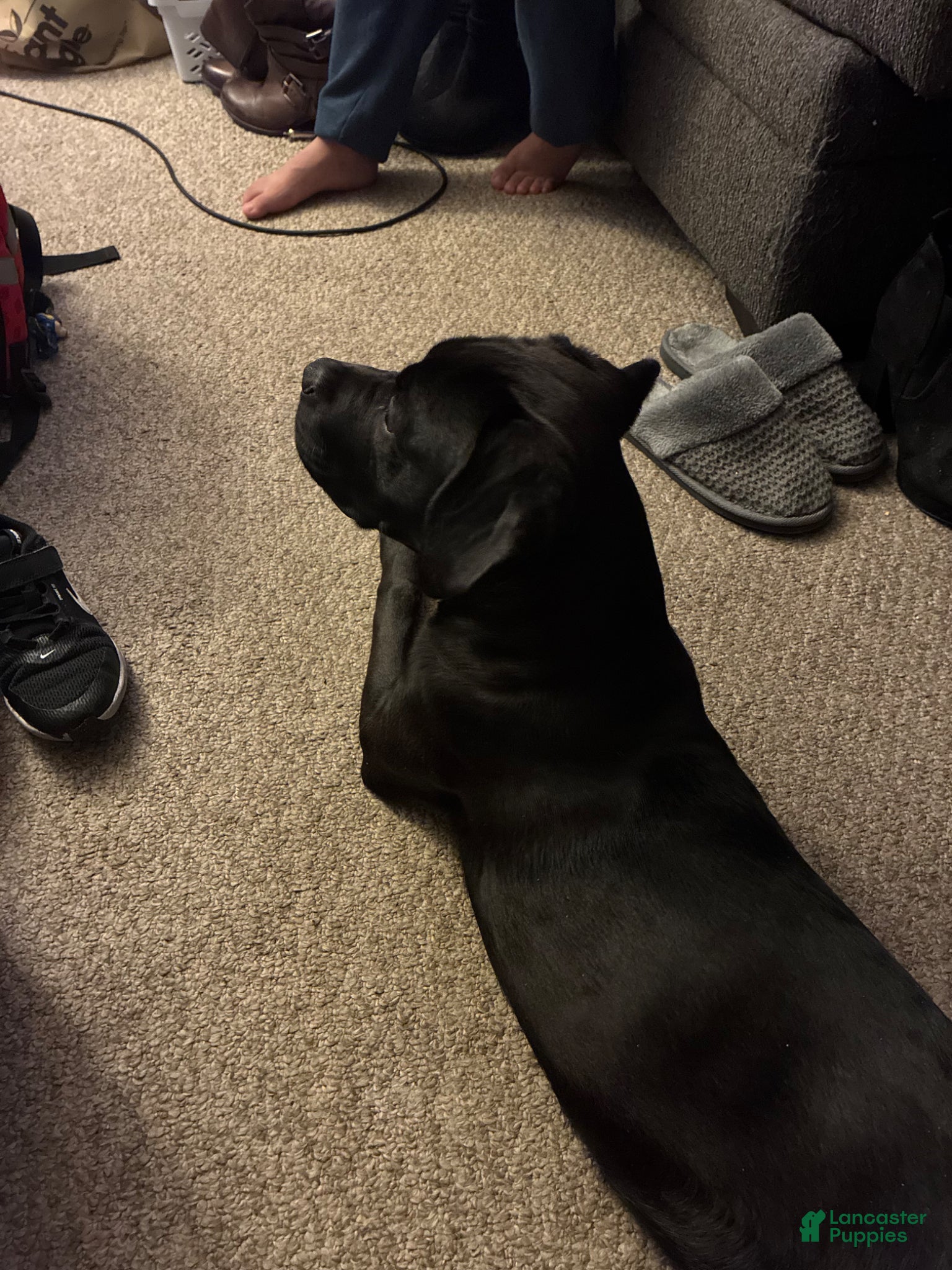Mixed Breed dogs for sale: Kanesley - Ad 24