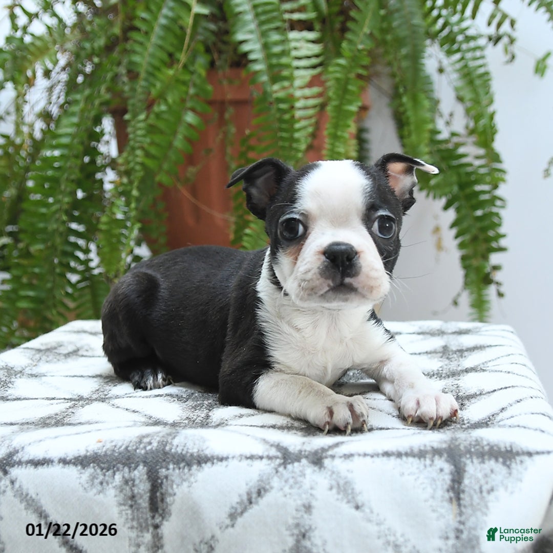 Boston Terrier dogs for sale: Jersey - Ad 5