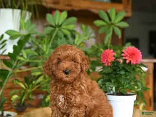 Mini Goldendoodle dogs for sale: Alice - Ad 1