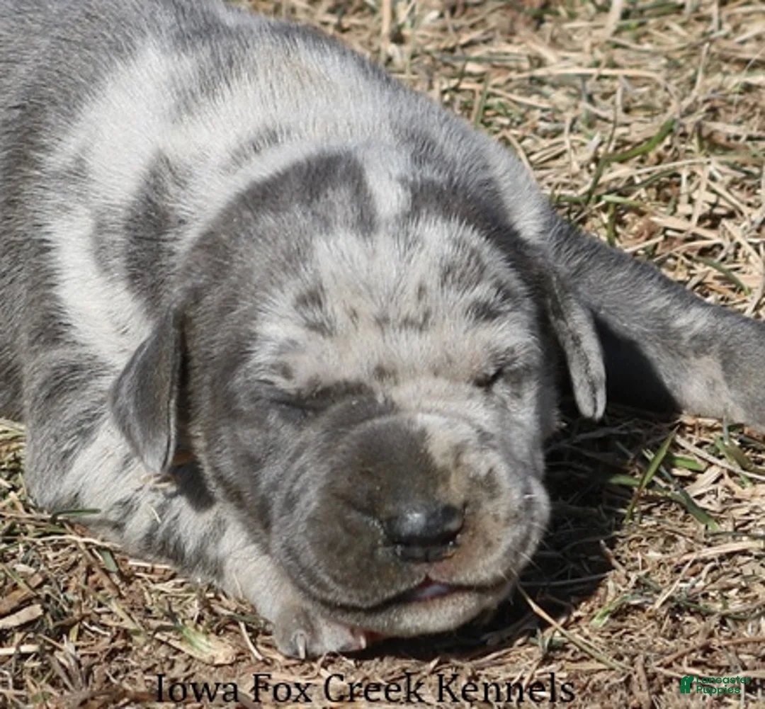 Great Dane dogs for sale: Hayley - Ad 1