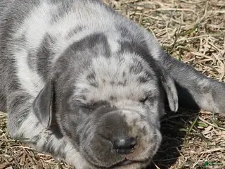 Great Dane dogs Hayley - Ad 38