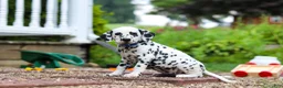 Dalmatian dogs for sale: Tasha - Ad 6