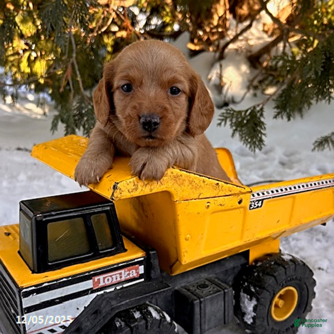 Dachshund dogs for sale: Jax - Ad 2