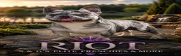 French Bulldog dogs for stud: S&G's Riot - Ad 8