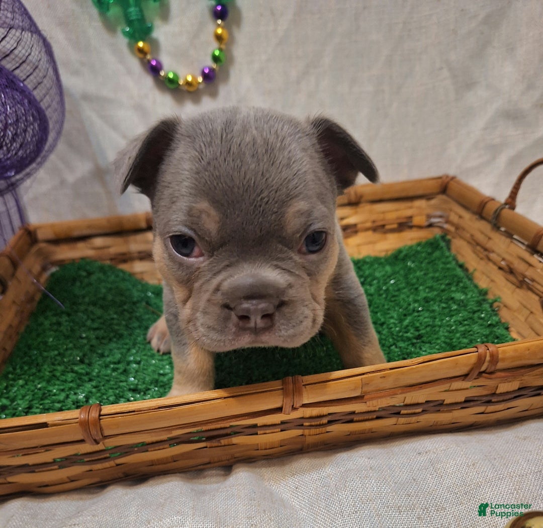 French Bulldog dogs for sale: French Bulldog Puppy 1 - Ad 10