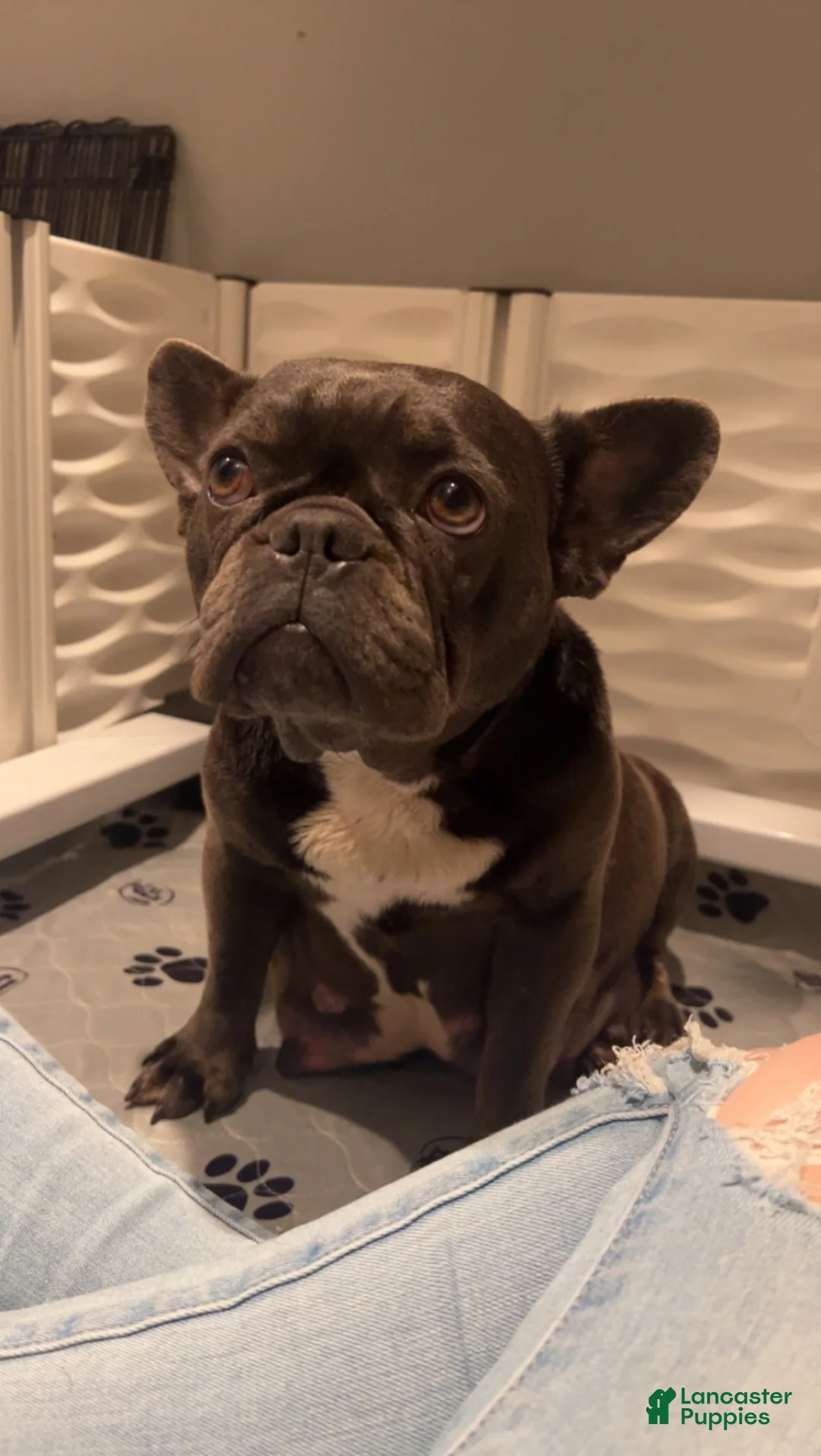 French Bulldog dogs for sale: French Bulldog 1 - Ad 4
