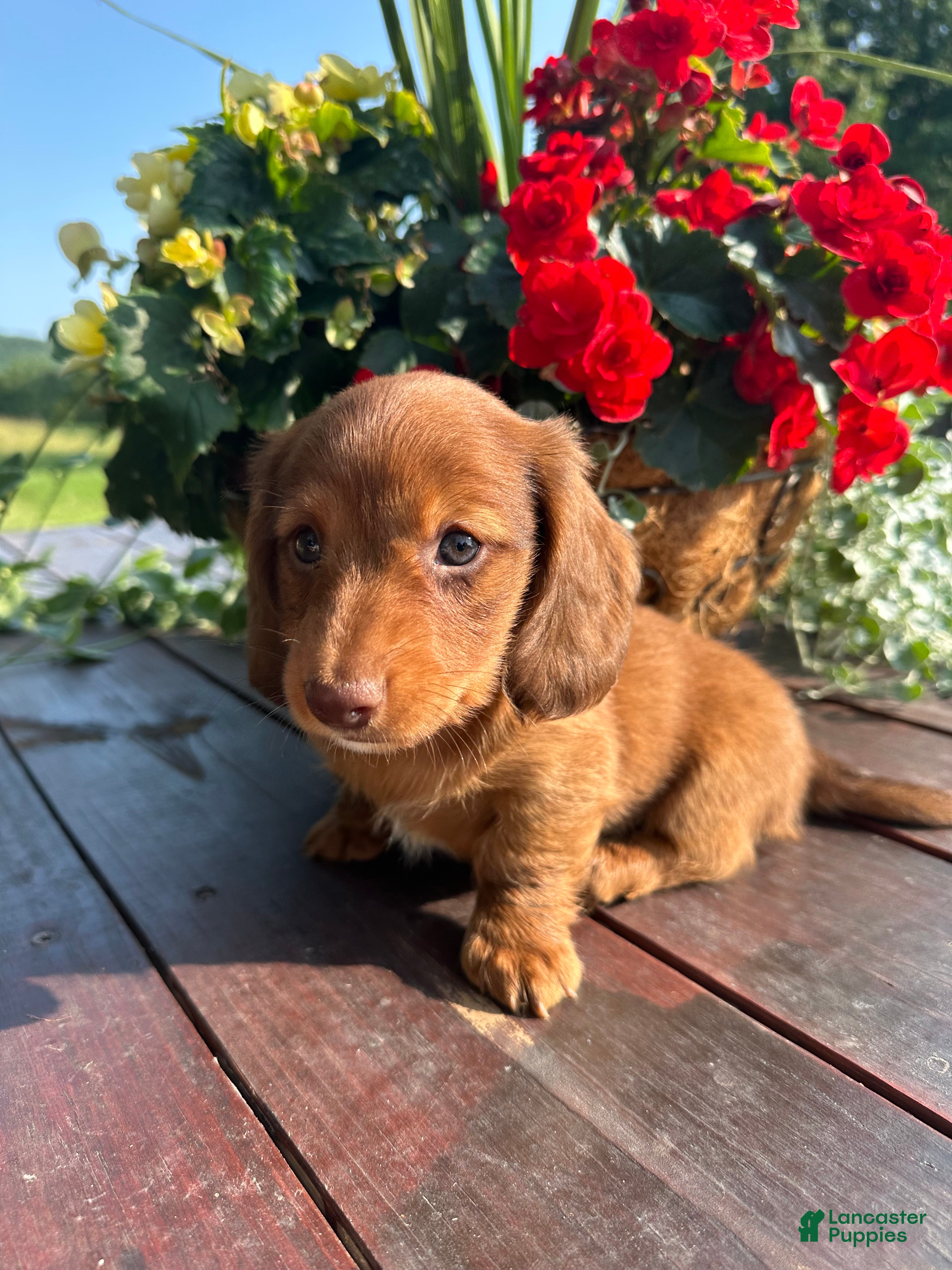 Miniature Dachshund dogs Tanner - Ad 36