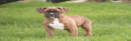 Boxer dogs for sale: Tucker - Ad 5
