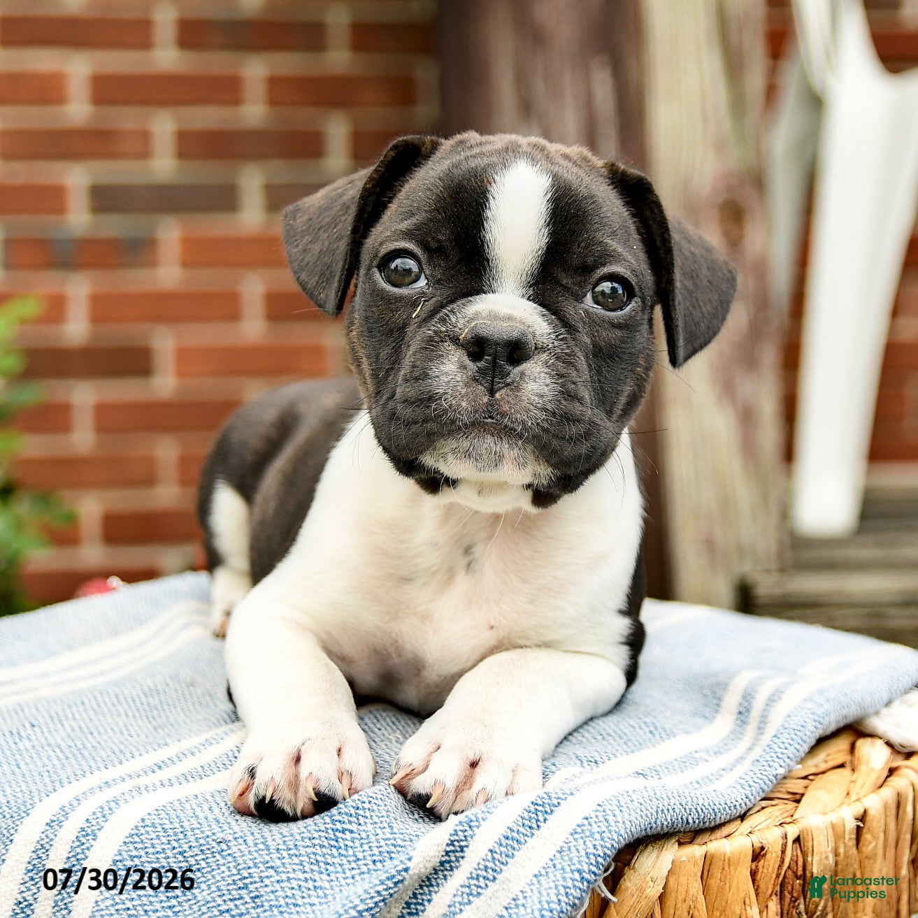 Frenchton dogs Declan - Ad 2