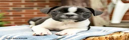 Frenchton dogs for sale: Declan - Ad 2