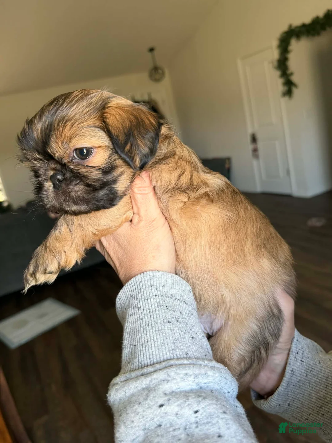 Shih Tzu dogs for sale: Dallas - Ad 41