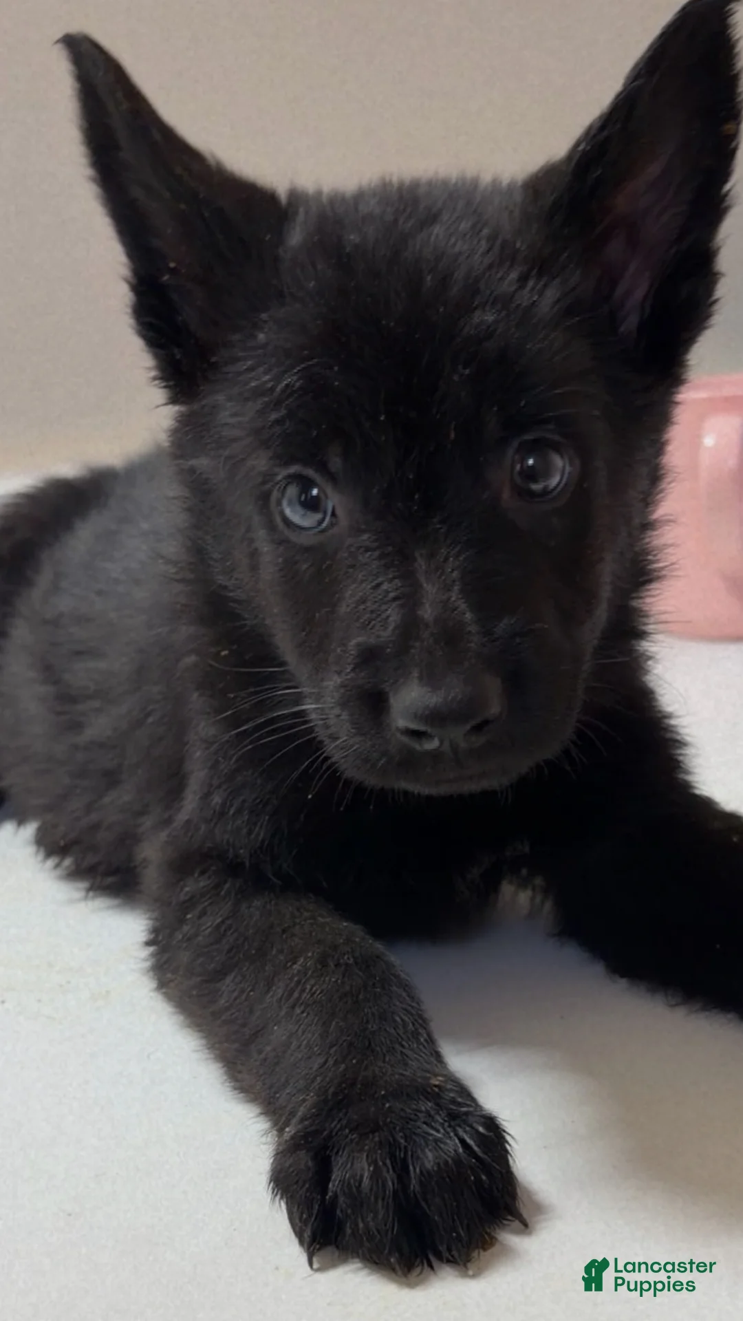 German Shepherd dogs for sale: Rex - Ad 4