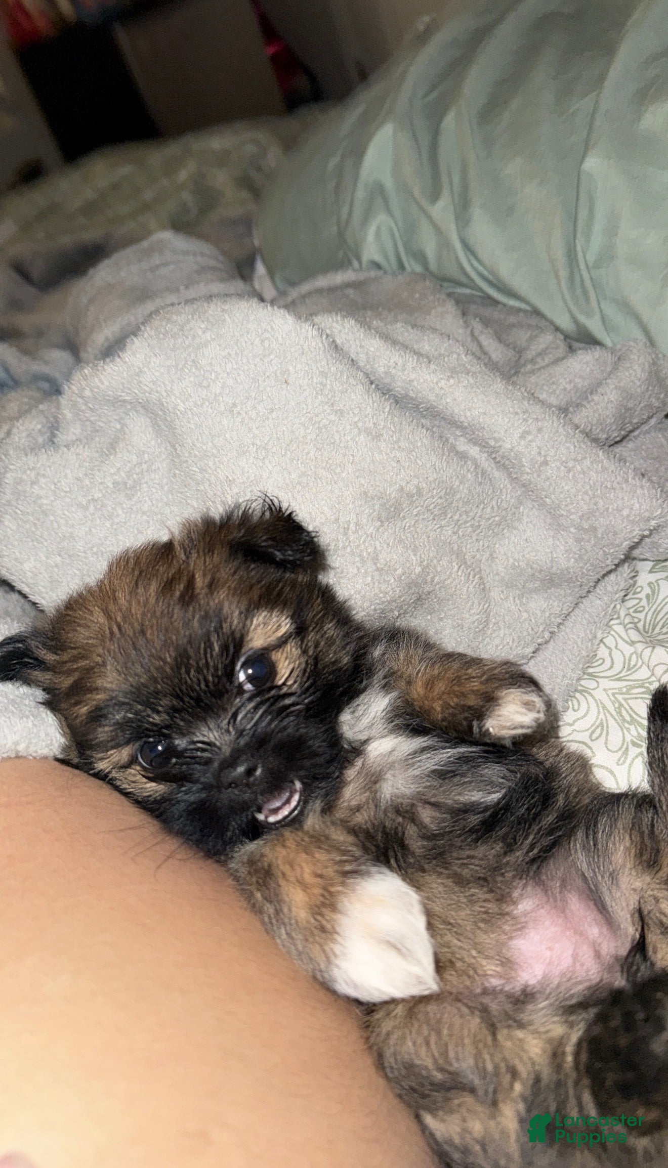 Mixed Breed dogs Mixed Breed 1 - Ad 19