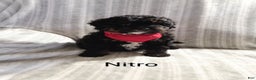 Mini Bernedoodle dogs for sale:  Nitro  - Ad 3
