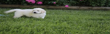Casper
