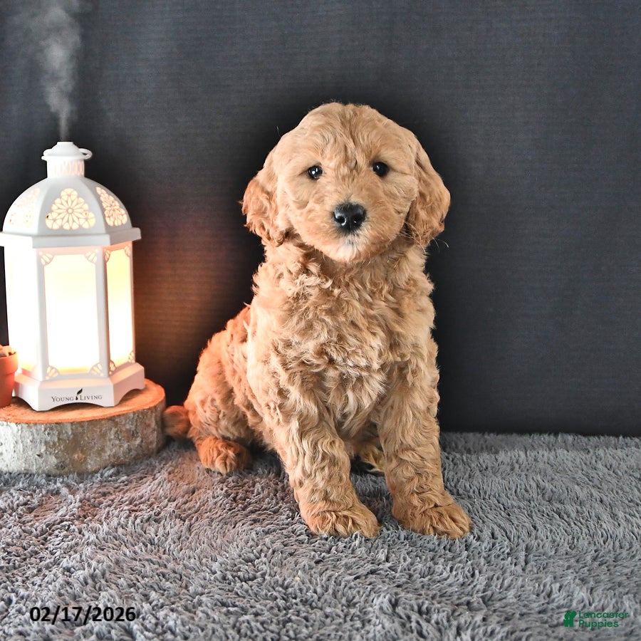Mini Goldendoodle dogs Addy  - Ad 2