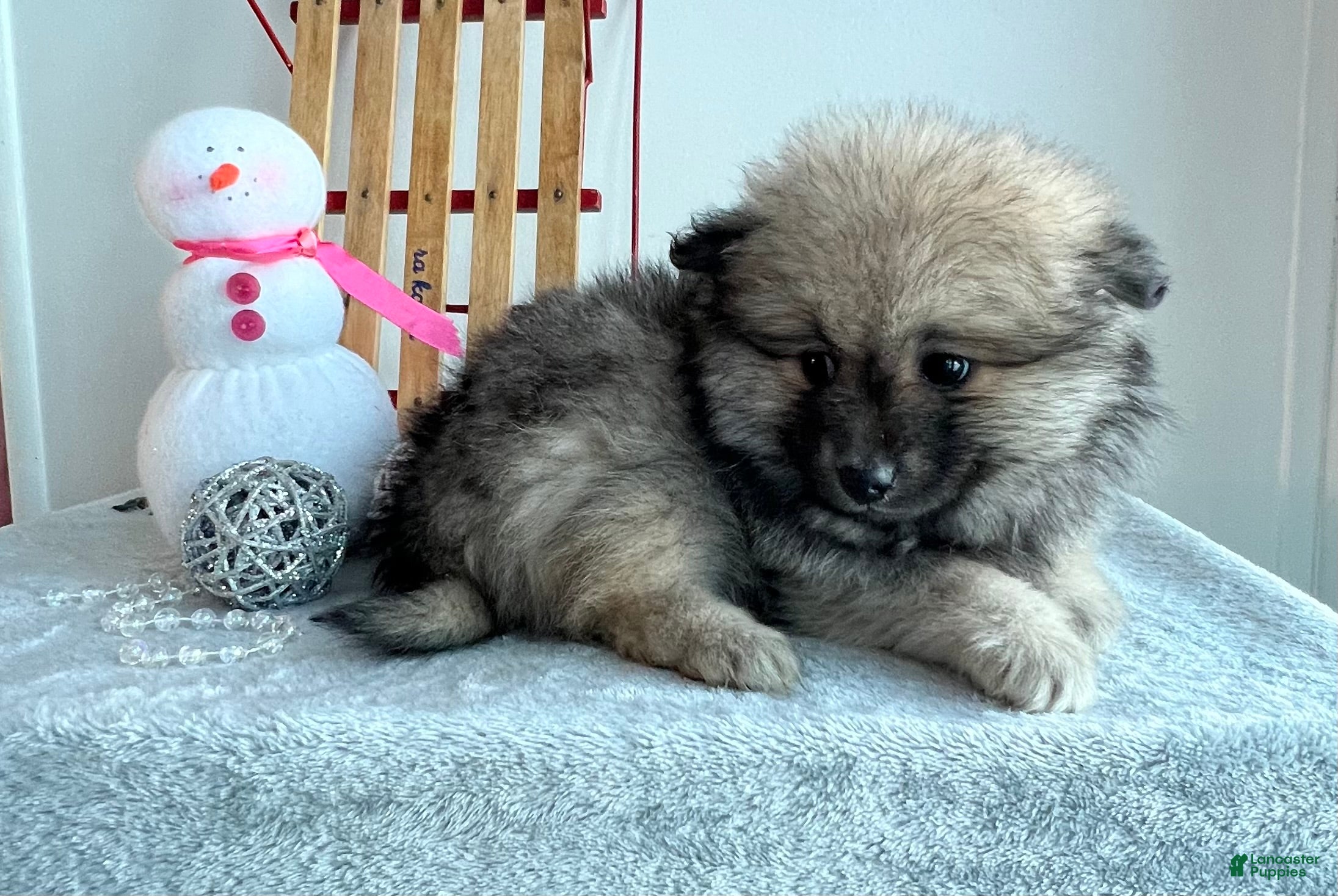 Pomeranian dogs Sammy - Ad 2