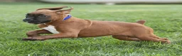 Boxer dogs for sale: Neva Boxer  - Ad 6