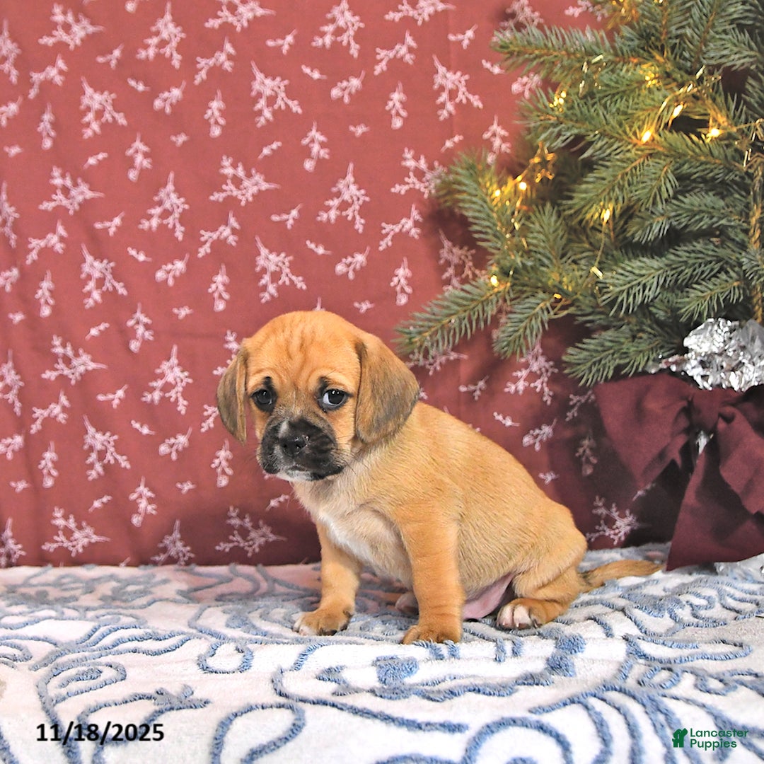 Puggle dogs for sale: Joey - Ad 3