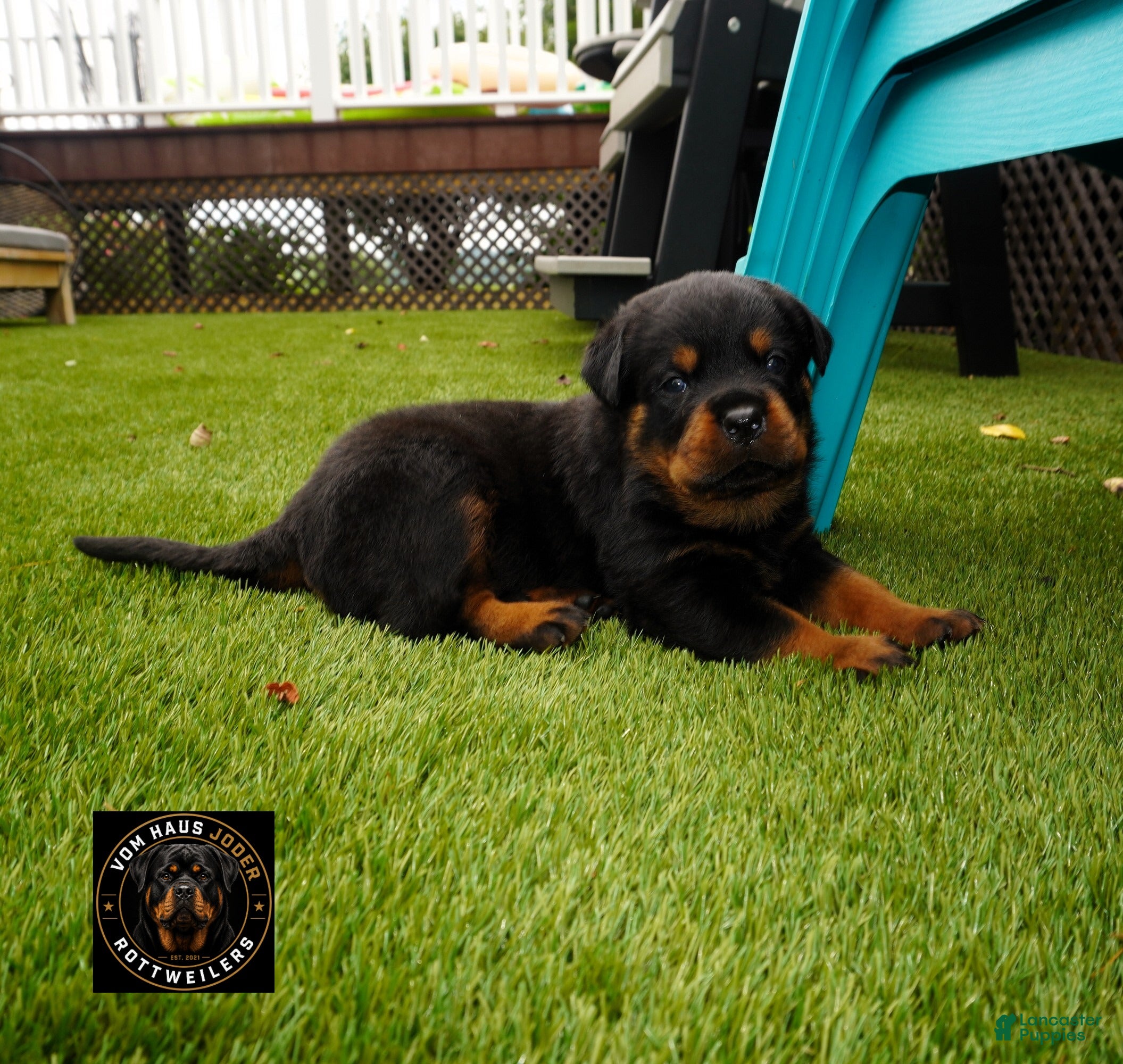 Rottweiler dogs EnZo - Ad 1