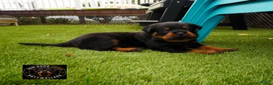 EnZo