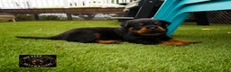 Rottweiler dogs for sale: EnZo - Ad 1