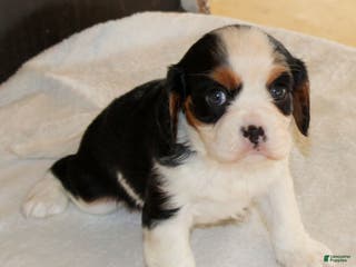 Cavalier King Charles Spaniel dogs Monica - Ad 8