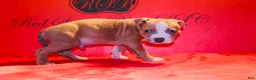 American Bully dogs for sale: American Bully Puppy 3 - Ad 3
