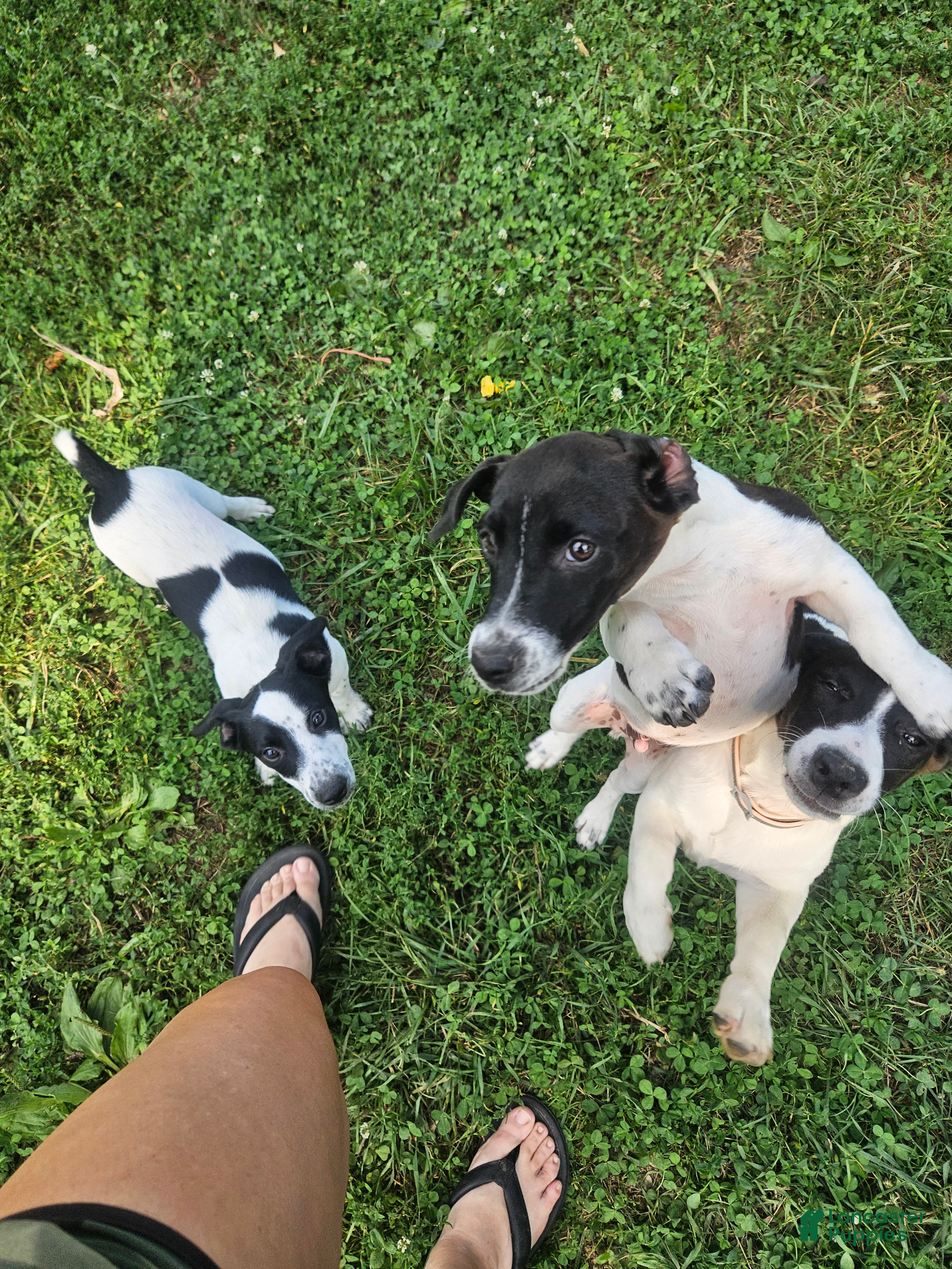 Jack Russell Terrier dogs Cookie - Ad 22
