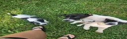 Jack Russell Terrier dogs for sale: Cookie - Ad 1