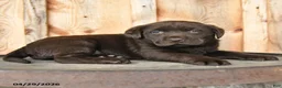 Labrador Retriever dogs for sale: Eden - Ad 2