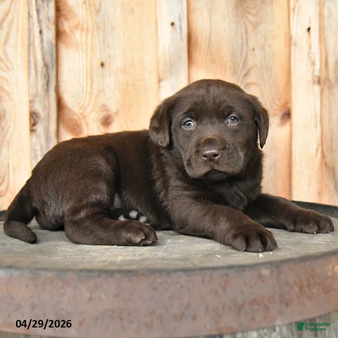 Labrador Retriever dogs for sale: Eden - Ad 2