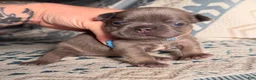 French Bulldog dogs for sale: Stella - Ad 10