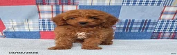 Mini Goldendoodle dogs for sale: Cody - Ad 2