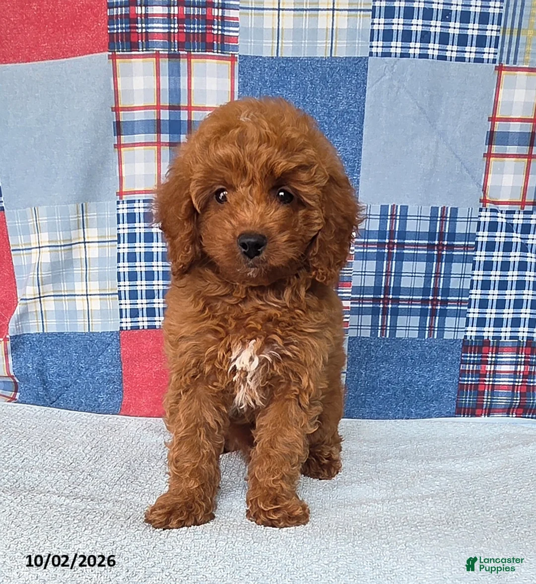 Mini Goldendoodle dogs for sale: Cody - Ad 2