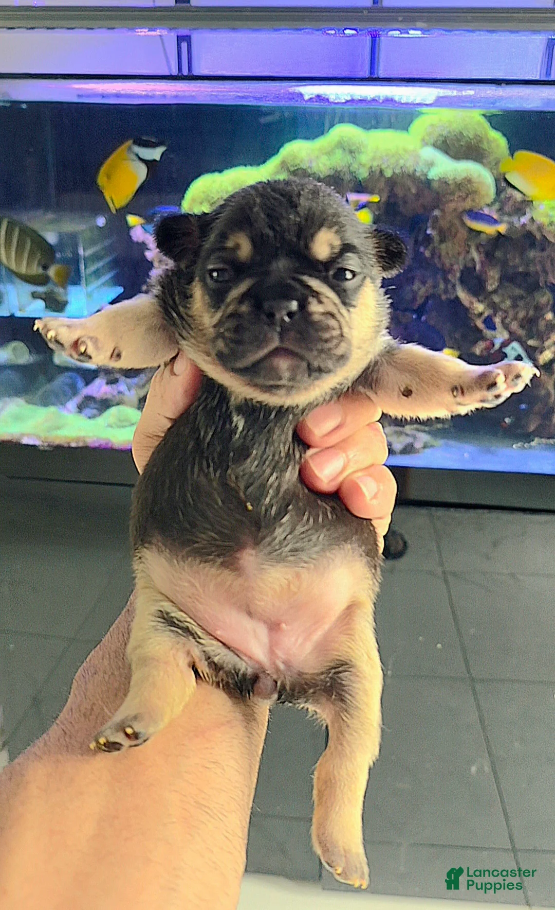 French Bulldog dogs for sale: French Bulldog Puppy 1 - Ad 1