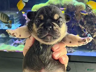 French Bulldog dogs for sale: French Bulldog Puppy 1 - Ad 3