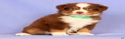 Miniature Australian Shepherd dogs for sale: Lilly - Ad 3