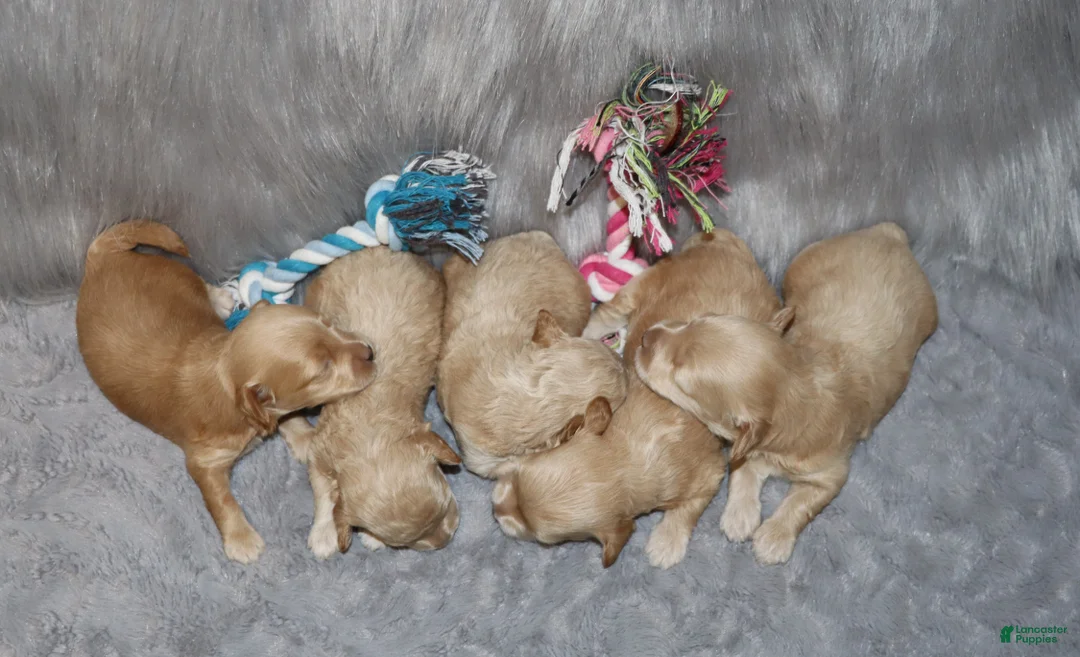 Havapoo dogs for sale: Addie 👨‍👨‍👦‍👦💞🐕Miniature - Ad 29