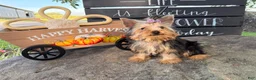Yorkshire Terrier dogs for sale: Nicole Yorkshire Terrier  - Ad 9