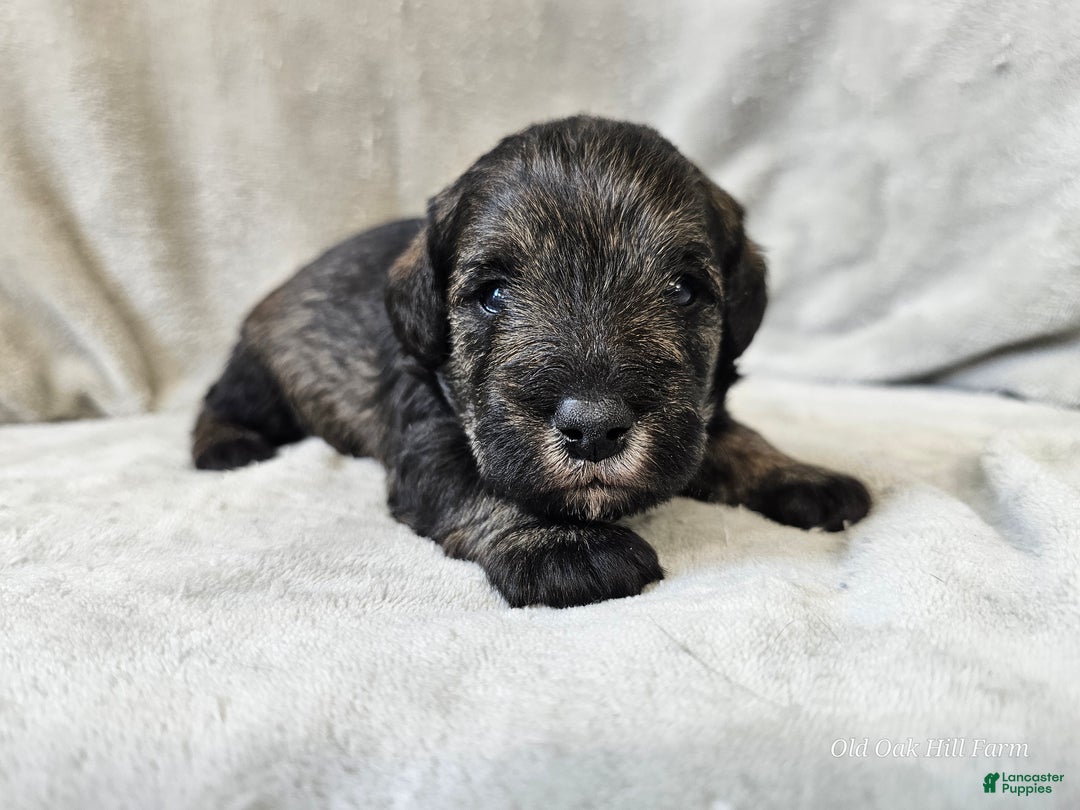 Mixed Breed dogs for sale: Kenny - Ad 1