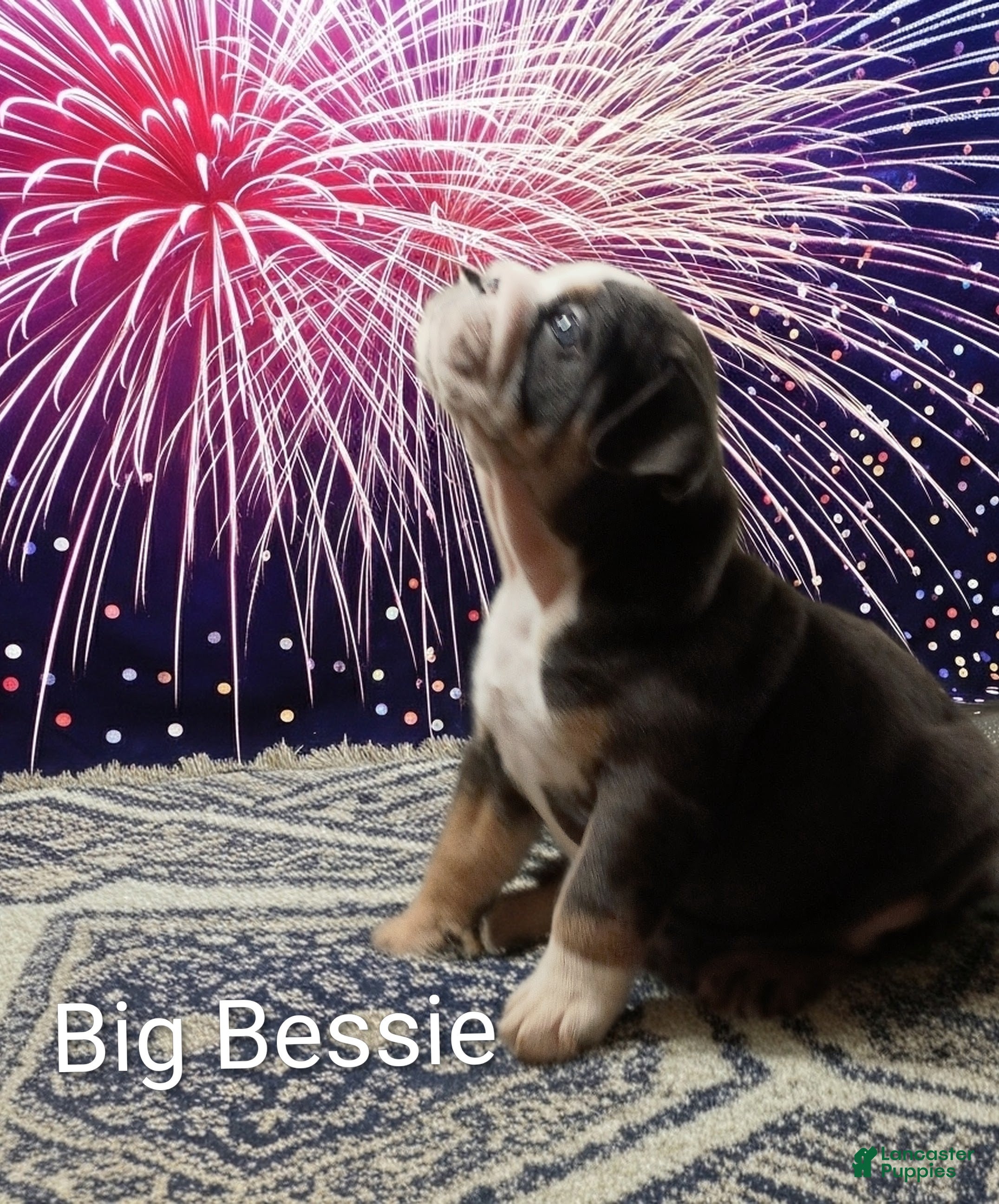 English Bulldog dogs Big Bessie - Ad 10