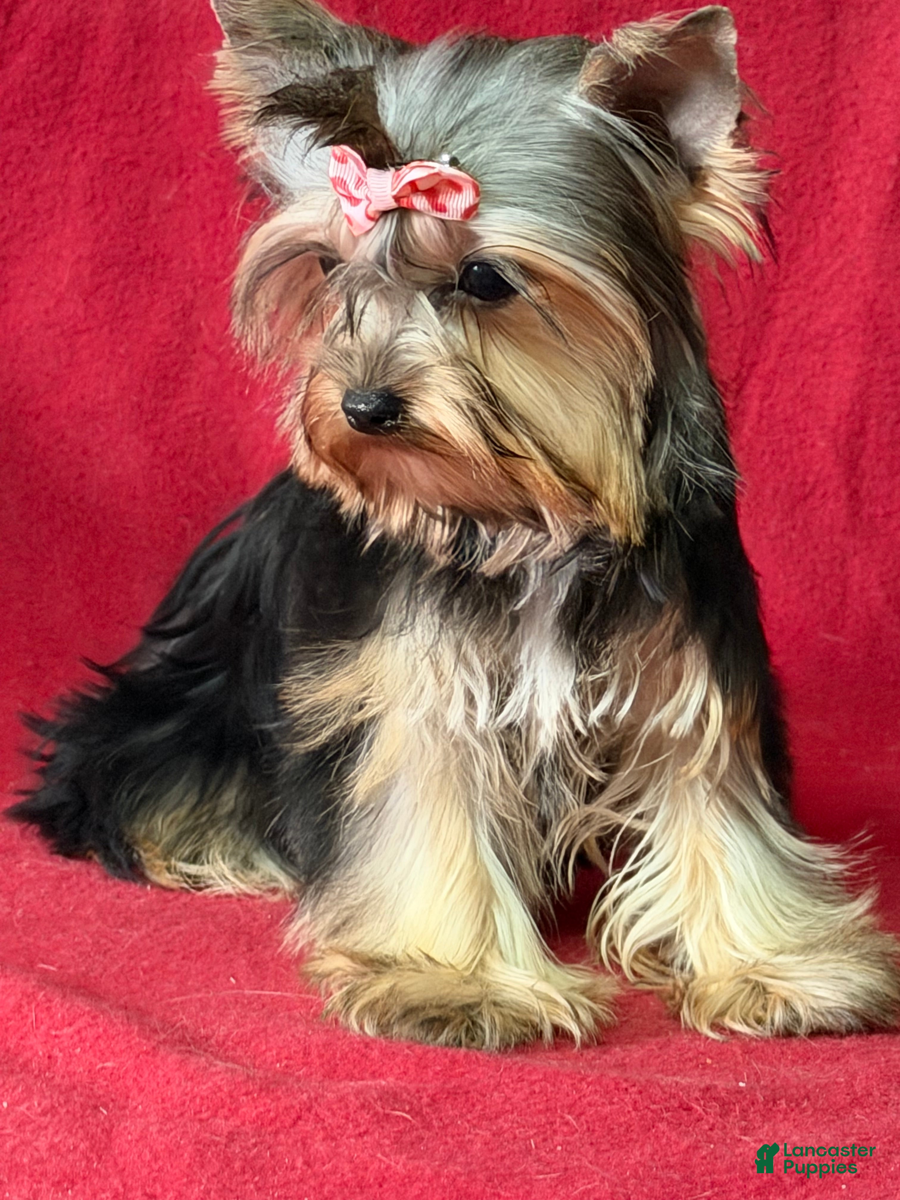 Yorkshire Terrier dogs Donna  - Ad 37